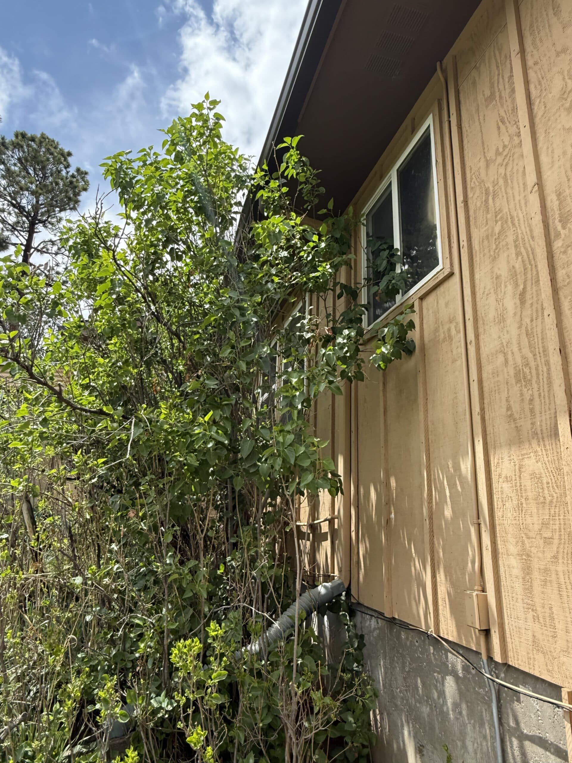 IMG_1535 Exterior Wood Restoration in Black Forest, CO